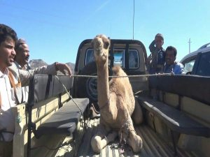 صنعاء : أبناء أبناء مديرية بني ضبيان بخولان الطيال يقدمون قافلة غذائية متنوعة دعماً للجيش واللجان الشعبية  